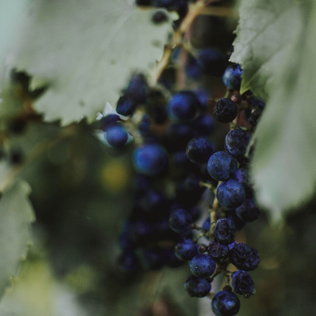 Cacho de frutos escuros de açaí