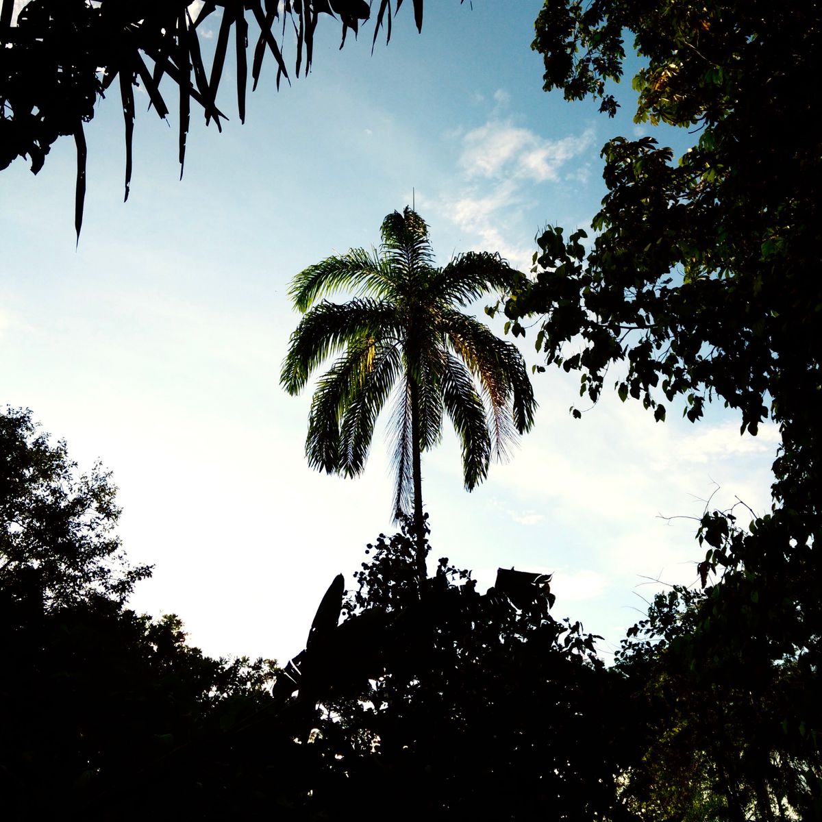 Palmeira de açaí contra o céu