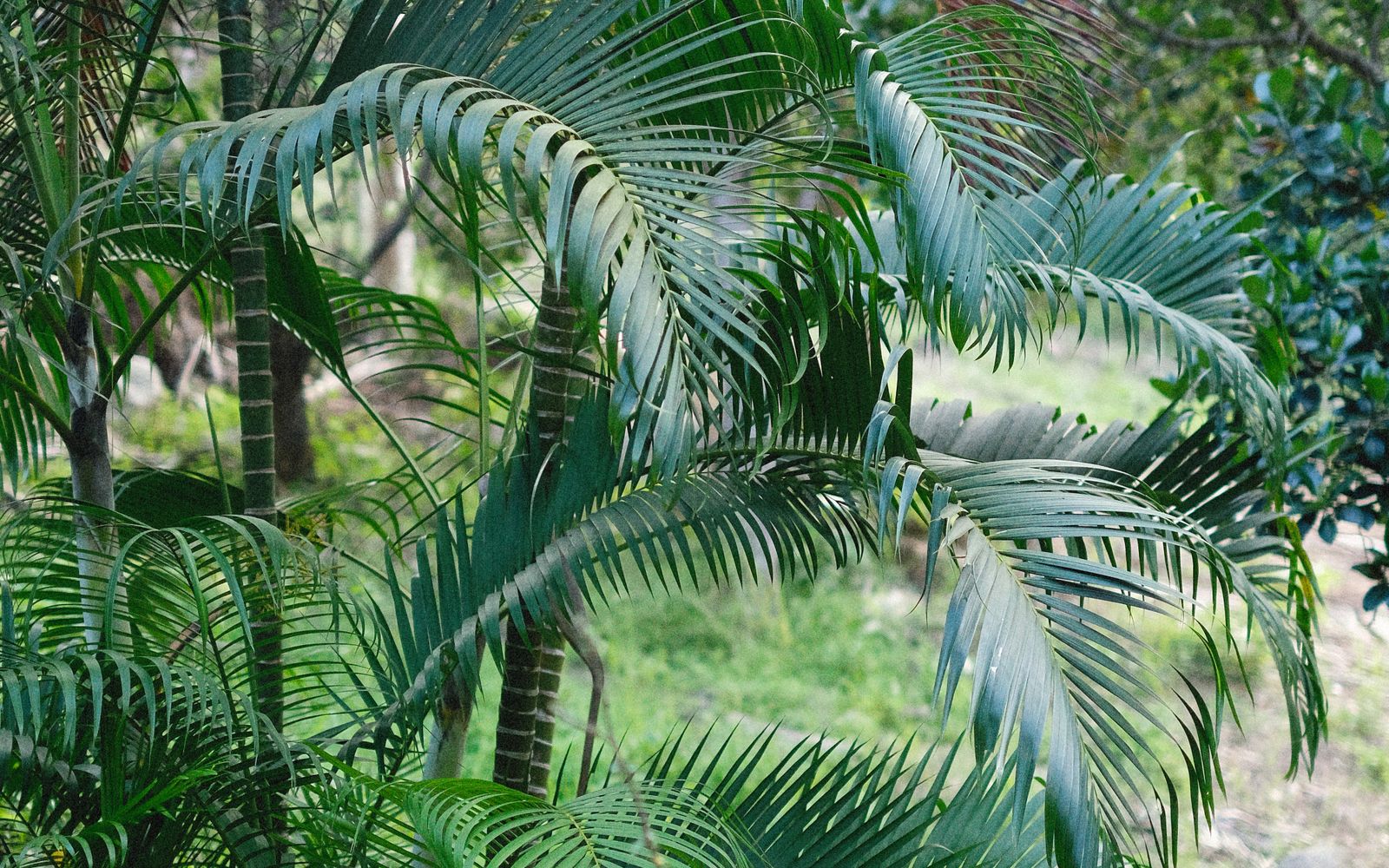 Açaizal de manejo extrativista na Amazônia